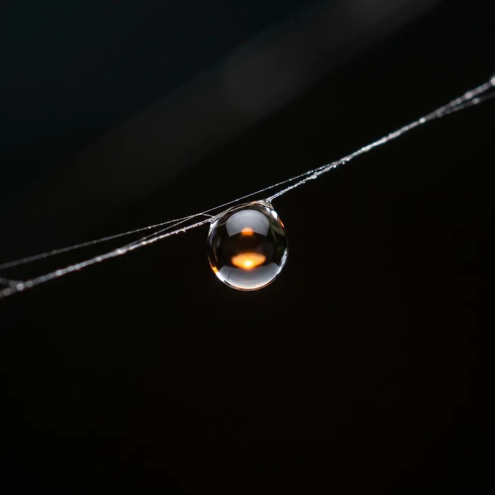 Dew drops strung at even intervals along a single silk thread